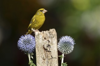 Eurasian greenfinch (Chloris chloris) adult male garden bird on a wooden post in summer, England,
