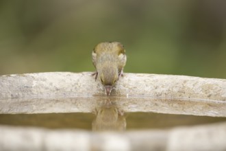 Eurasian greenfinch (Chloris chloris) adult female garden bird drinking water from a bird bath in
