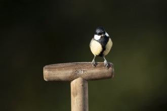 Great tit (Parus major) adult garden bird on a fork handle in winter, England, United Kingdom