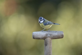 Blue tit (Cyanistes caeruleus) adult garden bird on a fork handle in winter, England, United