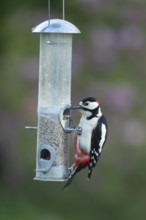 Great spotted woodpecker (Dendrocopos major) adult garden bird feeding on sunflower seed hearts