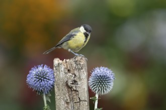 Great tit (Parus major) adult garden bird on a wooden post in summer, England, United Kingdom