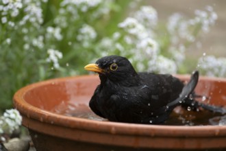 Eurasian blackbird (Turdus merula) adult male garden bird washing in water in a plant pot saucer in