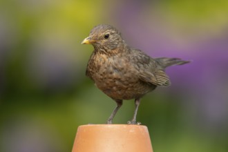Eurasian blackbird (Turdus merula) adult female garden bird on a plant pot in summer, England,