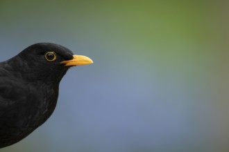 Eurasian blackbird (Turdus merula) adult male garden bird head portrait in spring, England, United