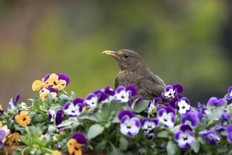 Eurasian blackbird (Turdus merula) adult female garden bird on a plant pot with Pansy and Viola
