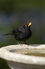 Eurasian blackbird (Turdus merula) adult male garden bird drinking water from a bird bath in