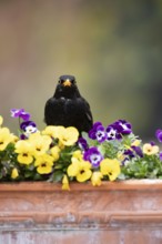 Eurasian blackbird (Turdus merula) adult male garden bird on a plant pot with Pansy and Viola