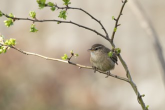 European wren (Troglodytes troglodytes) adult garden bird singing in a tree in spring, England,