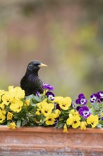 European starling (Sturnus vulgaris) adult garden bird on a plant pot with Pansy or Viola flowers