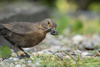 Eurasian blackbird (Turdus merula) adult female garden bird collecting grubs for food in its beak