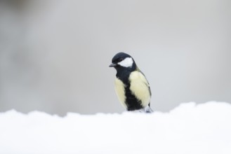 Great tit (Parus major) adult garden bird on snow in winter, England, United Kingdom