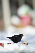 Eurasian blackbird (Turdus merula) adult male garden bird feeding on apples fruit in snow in