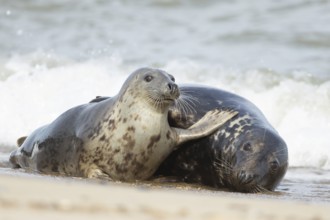 Atlantic grey seal (Halichoerus grypus) two adult seals animals playing on a beach on a coastline,