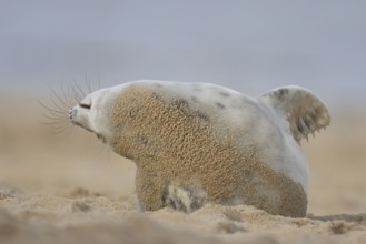 Atlantic grey seal (Halichoerus grypus) adult animal stretching on a sandy beach, England, United