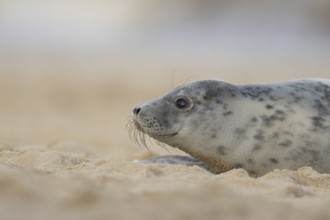 Atlantic grey seal (Halichoerus grypus) adult animal on a sandy beach, England, United Kingdom