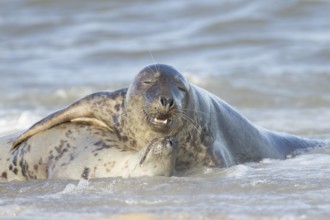 Atlantic grey seal (Halichoerus grypus) two adult seals animals in love hugging in the waves of the