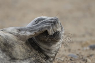 Atlantic grey seal (Halichoerus grypus) adult animal with its foot over its face on a beach in