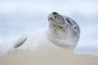 Common or Harbour or Habor seal (Phoca vitulina) adult animal sleeping on a beach, England, United