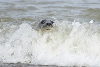 Common or Harbour or Habor seal (Phoca vitulina) adult animal surfing in the waves of the sea on a