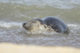 Atlantic grey seal (Halichoerus grypus) adult animal sleeping in the sea, England, United Kingdom