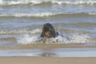 Atlantic grey seal (Halichoerus grypus) adult animal in the sea, England, United Kingdom