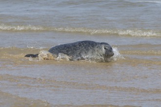Common or Harbour or Habor seal (Phoca vitulina) adult animal in the sea, England, United Kingdom