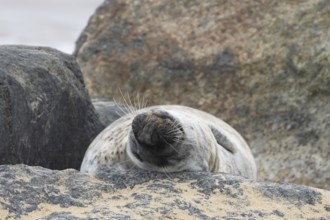 Atlantic grey seal (Halichoerus grypus) adult animal sleeping on a rock on a beach, England, United