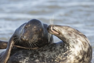 Atlantic grey seal (Halichoerus grypus) two adult seals animals in love flirting on a beach,