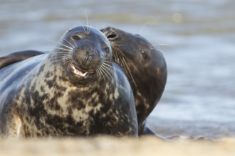 Atlantic grey seal (Halichoerus grypus) two adult animals playing on a beach on a coastline,