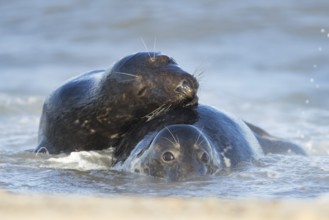 Atlantic grey seal (Halichoerus grypus) two adult seals animals in love cuddling in the waves of