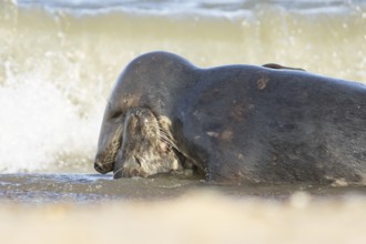 Atlantic grey seal (Halichoerus grypus) two adult seals animals in love kissing in the waves of the