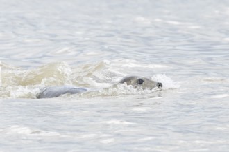Atlantic grey seal (Halichoerus grypus) adult animal swimmng in the sea on a coastline, England,