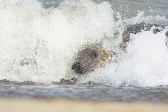 Atlantic grey seal (Halichoerus grypus) adult animal surfing in the waves of the sea on a