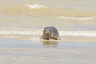 Common or Harbour or Habor seal (Phoca vitulina) adult animal emerging from the sea, England,