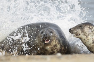Atlantic grey seal (Halichoerus grypus) two adult seals animals playing in the waves of the sea,