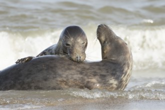 Atlantic grey seal (Halichoerus grypus) two adult seals animals in love courting in the waves of
