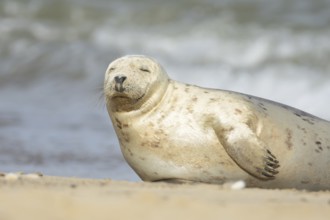 Atlantic grey seal (Halichoerus grypus) adult animal sleeping on a sandy beach, England, United