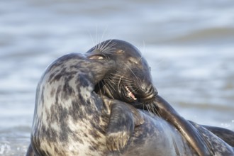 Atlantic grey seal (Halichoerus grypus) two adult animals in love courting on a beach on a