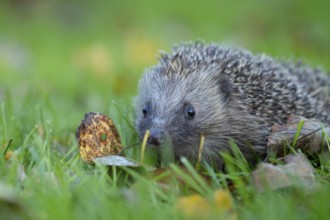 European hedgehog (Erinaceus europaeus) adult animal walking on a garden grass lawn in autumn,