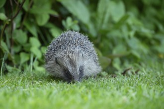 European hedgehog (Erinaceus europaeus) adult animal on a garden grass lawn in spring, England,