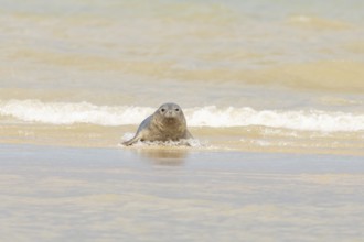 Common or Harbour or Habor seal (Phoca vitulina) adult animal emerging from the sea, England,