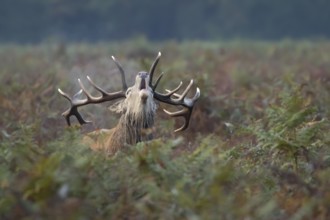 Red deer (Cervus elaphus) adult male stag animal roaring during the rut in autumn, England, United