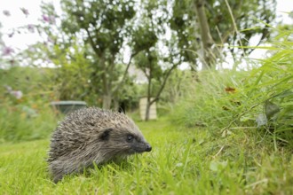 European hedgehog (Erinaceus europaeus) adult animal on a garden grass lawn in summer, England,
