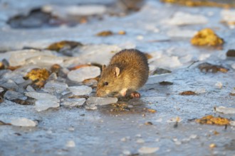 Brown rat (Rattus norvegicus) adult rodent animal searching for food on a frozen lake in winter,
