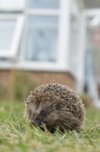 European hedgehog (Erinaceus europaeus) adult animal walking on a garden grass lawn with a house in