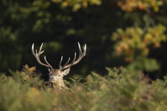 Red deer (Cervus elaphus) adult male stag animal in woodland in autumn, England, United Kingdom