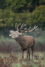 Red deer (Cervus elaphus) adult male stag animal roaring during the rut in autumn, England, United