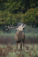 Red deer (Cervus elaphus) adult male stag animal roaring in woodland during the rut in autumn,