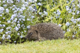 European hedgehog (Erinaceus europaeus) adult animal walking on a garden flower border with blue